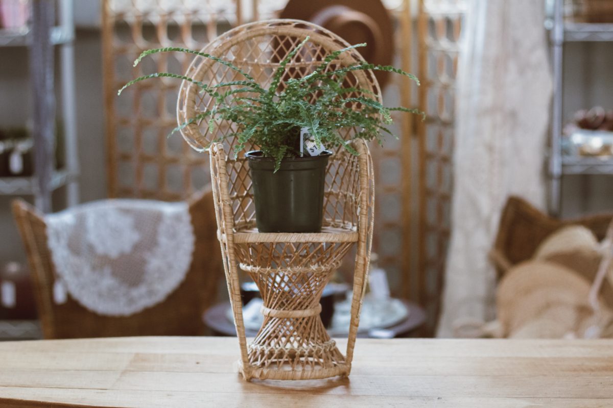 Mini Wicker Peacock Chair - The TAYLOR'd Home