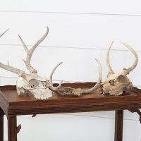 various animal skulls
