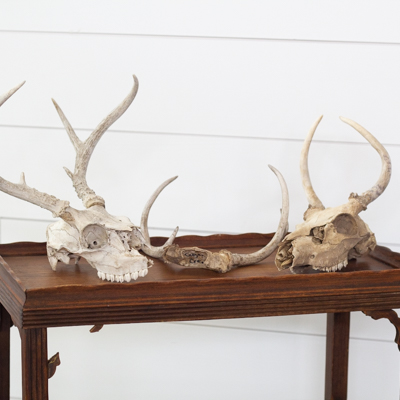 various animal skulls